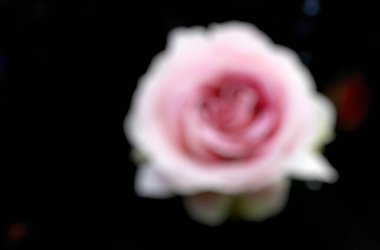 Gül içinde bulanık bir çiçek