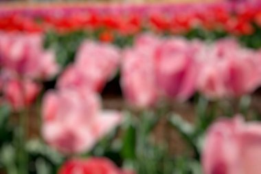 Bahçedeki lalelerin bulanık görüntüsü.