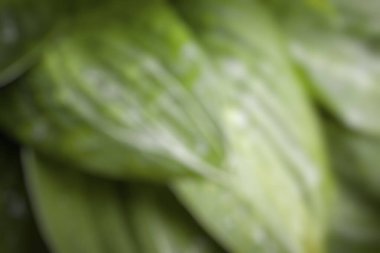 Doğada taze yeşil yaprak.