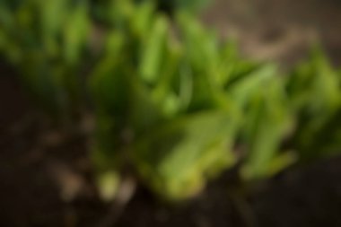 blurred background of the garden.