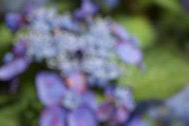 Bulanık çiçek arka planı. doğa soyut arkaplan.