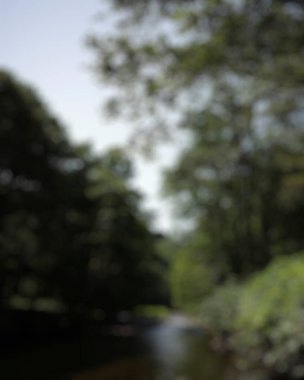 Orman ve ağaçlarla bulanık arkaplan