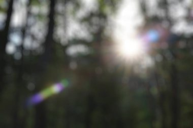 Güneş ışığı ile bulanık orman