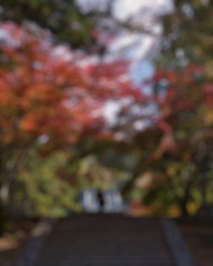 Ağaçlarla kaplı bulanık sonbahar parkı