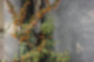 Ahşap bir duvarın bulanık arkaplanı