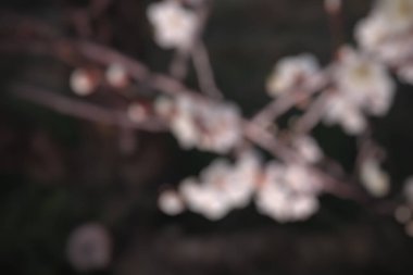 Baharda bahçede kiraz çiçekleri açmıştı.