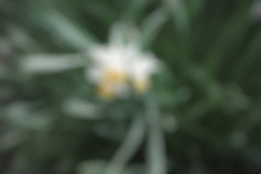 Çiçeklerin bulanık arkaplanı