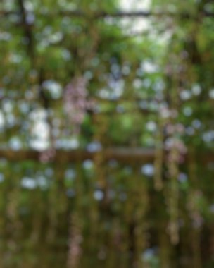 Bulanık arkaplan, yeşil yapraklar