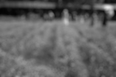 Bulanık doğa, siyah ve beyaz.