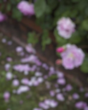 Güzel botanik fotoğrafı, doğal duvar kağıdı.