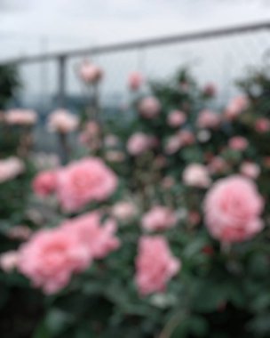 Bahçedeki güzel güller