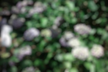 Bahçede bulanık çiçekler