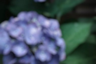 Bir çiçeğin bulanık arkaplanı.