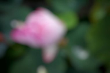 Bulanık çiçek arkaplanı, soyut arkaplan