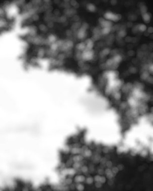 Ağaçların siyah ve beyaz bulanık arkaplanı