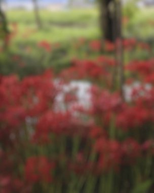 Kırmızı çiçekli bir bahçenin bulanık arkaplanı.