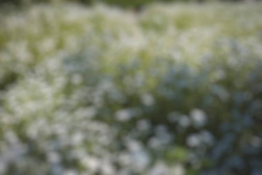 Bulanık arka plan, bahar çiçekleri, bahçede çimenler.