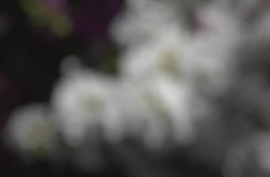 Çiçeklerin bulanık arkaplanı.