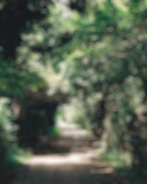 Yeşil çimenli bulanık orman