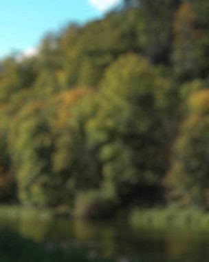 Arka plan bulanık. Arka planda sonbahar ormanı