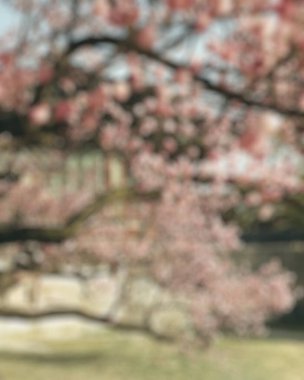 Bahar bahçesinde bulanık kiraz çiçekleri