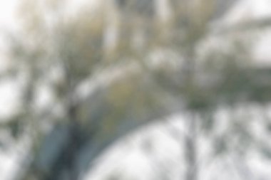 çiçekli arka plan bulanık.