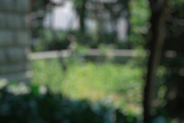 Yeşil çimenlerin bulanık arkaplanı.