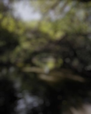 Ormandaki ağaçlar bulanık.