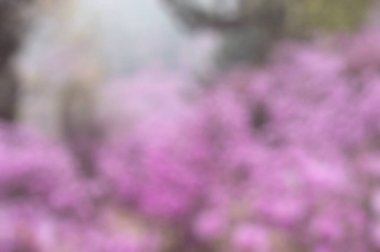 Odaklanamayan bulanık doğa arkaplanı.