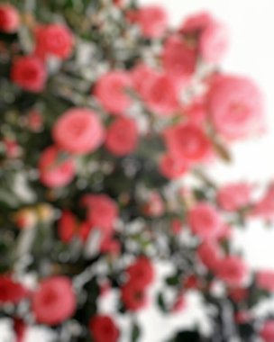 Çiçeklerin soyut arkaplanı