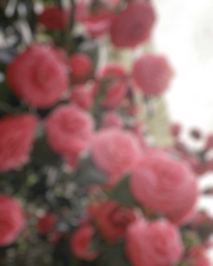 Bir buketin arka planında bulanık kırmızı güller