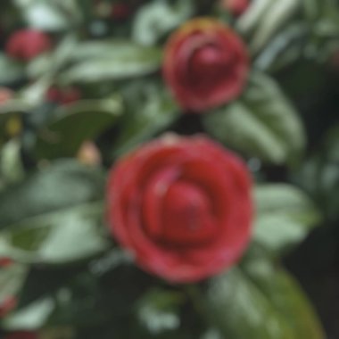 Soyut bulanık doğa arkaplanı ve bahçede kırmızı çiçekler