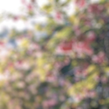 Güzel çiçeklerle bulanık