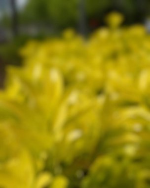 Bahçede bokeh ve bulanık yapraklarla bulanık arkaplan