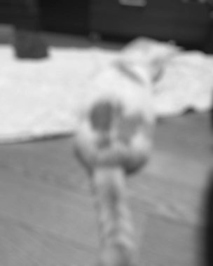 Şehirdeki araba bulanık.