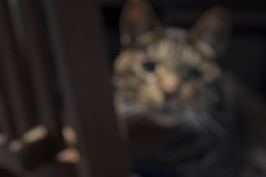 Kedinin yüzünün yakın plan fotoğrafı..