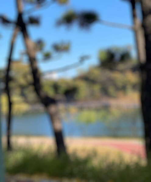 blurred of tree in park