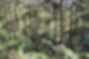 Doğanın bulanık arkaplanı, soyut yeşil arkaplan, bokeh