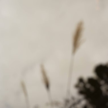 Beyaz renk ve kahverengi çiçeklerle bulanık soyut arkaplan