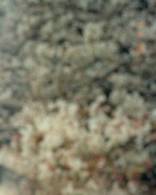 Bulanık bokeh 'in soyut arkaplanı