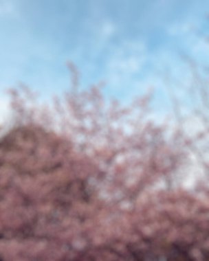 Bahar çiçekleri, pembe çiçekler