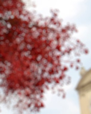 Kırmızı ve beyaz çiçeklerle bulanık arkaplan