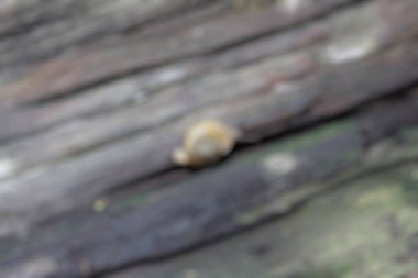 Arkaplanda bir ağacın bulanıklığı