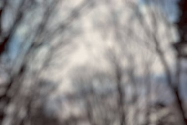 Sonbahar ağaçlarının bulanık arkaplanı