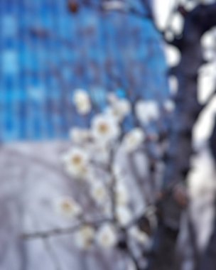 Bahar çiçekleriyle bulanık arkaplan