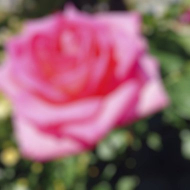 Bulanıklık gül çiçek