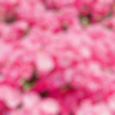 soyut bulanık çiçek arkaplanı.