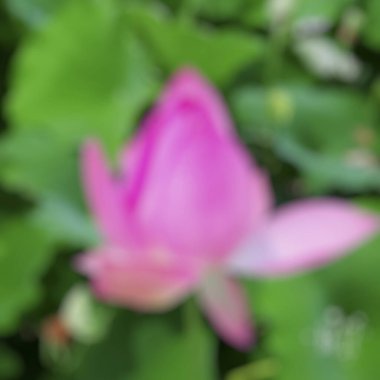 Doğadaki bulanık pembe çiçek