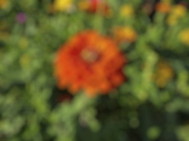 Bahçedeki bulanık çiçekler, renkli arka plan