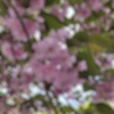 İlkbaharda çiçeklerin soyut bulanık arkaplanı